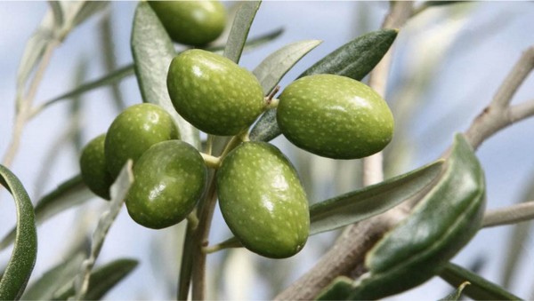 tac-olio-extravergine-oliva